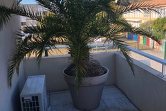 Sales: Vend grand palmier Phœnix 