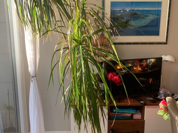 Sales: Dragonnier, aime la lumiere et facile d’entretien. Ascen