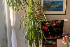 Sales: Dragonnier, aime la lumiere et facile d’entretien. Ascen