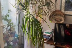 Vente: Dragonnier, aime la lumiere et facile d’entretien. Ascen