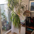 Vente: Dragonnier, aime la lumiere et facile d’entretien. Ascen