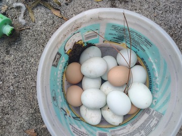 Selling with online payment: Fresh eggs to eat or hatch