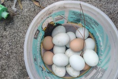 Selling with online payment: Fresh eggs to eat or hatch