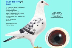 Vente avec paiement en ligne: MALE REPRODUCTEUR