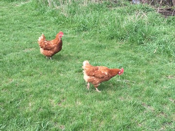 Selling with In-person Payment: Corn Free, Soy Free Organic, Free Range Chicken Eggs