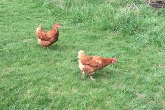 Selling with In-person Payment: Corn Free, Soy Free Organic, Free Range Chicken Eggs