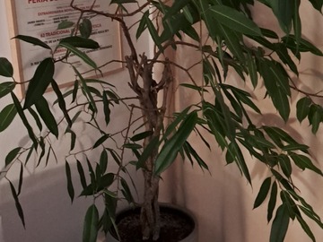 Don: Ficus tressé 160cm