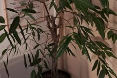 Don: Ficus tressé 160cm