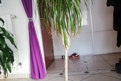 Sales: Vends Dracaena 
