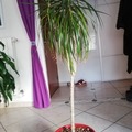 Sales: Vends Dracaena 