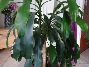 Sales: Vends Dracaena 