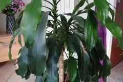 Sales: Vends Dracaena 