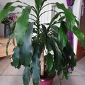 Sales: Vends Dracaena 