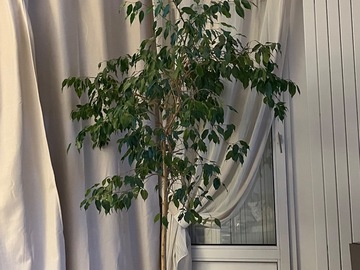 Sales: Ficus