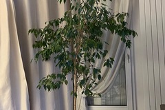 Sales: Ficus