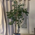 Sales: Ficus