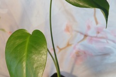 Echange: Monstera deliciosa