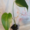 Echange: Monstera deliciosa