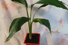 Echange: Spatiphyllum