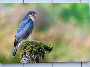 Vente: Photo épervier male de Emile Barbelette