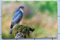 Selling: Photo épervier male de Emile Barbelette