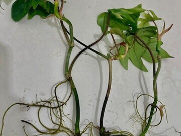 Echange: Philodendrons et epipremnum