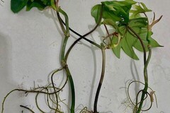 Echange: Philodendrons et epipremnum