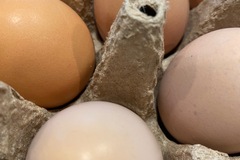 Selling with online payment: Farm Fresh Eggs Maple Valley/Renton