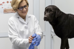 Course: Warsztaty praktyczne: Nerki i układ moczowy