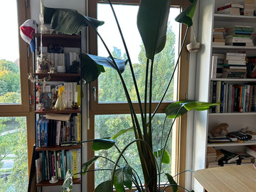 Vente: Strelizia Nicolai Géant 2m50 - à rempoter