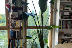 Vente: Strelizia Nicolai Géant 2m50 - à rempoter