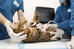 Course: Echokardiografia 