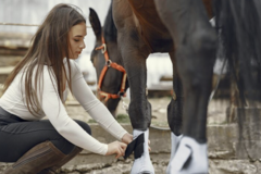 Announcement: Kompleksowa rehabilitacja konia