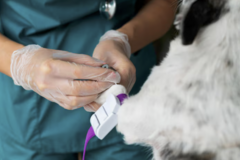 Course: Anestezjologia