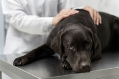 Course: RADIOLOGIA JAMY BRZUSZNEJ