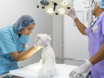 Kurs: Chirurgia weterynaryjna w stanach nagłych