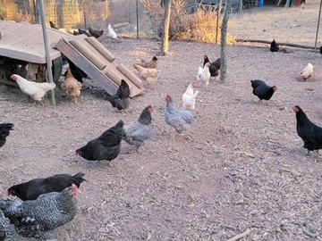 Selling with In-person Payment: Fresh Organic Farm Eggs