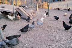 Selling with In-person Payment: Fresh Organic Farm Eggs