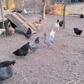 Selling with In-person Payment: Fresh Organic Farm Eggs