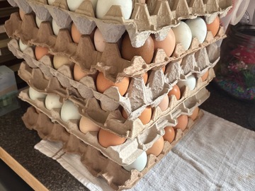 Selling with In-person Payment: Fresh eggs 