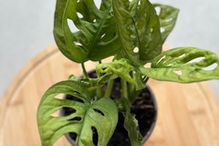 Sales: Monstera monkey mask 