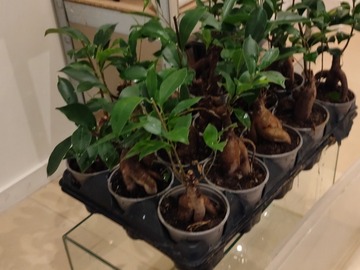 Sales: Ficus ginseng bonsaï 