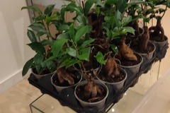 Sales: Ficus ginseng bonsaï 