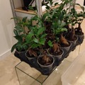 Sales: Ficus ginseng bonsaï 