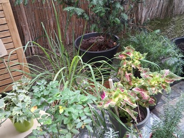 Sales: Lots de plantes