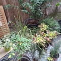 Sales: Lots de plantes