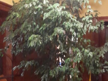 Sales: Superbe grand ficus benjamin  