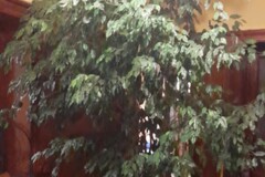 Sales: Superbe grand ficus benjamin  