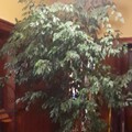 Sales: Superbe grand ficus benjamin  
