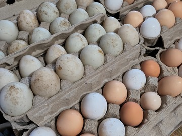 Selling with In-person Payment: Farm fresh eggs